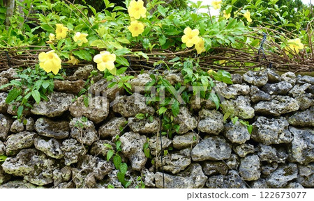 Yellow flowers blooming on the stone walls of Taketomi Island, Okinawa Prefecture Yellow flowers blooming on the stone walls of Taketomi Island, Okinawa Prefecture 122673077