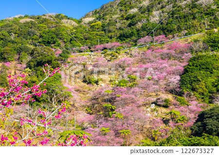 Motobu Town, Kunigami District, Okinawa Prefecture A mountain of Ryukyu Kanhizakura cherry blossoms near the summit of Mt. Yaedake, where the Motobu Yaedake Cherry Blossom Festival is held 122673327