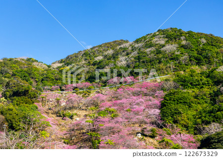 沖繩縣國頭郡本部町八重嶽山頂附近的琉球寒緋櫻花山，也是本部八重岳櫻花節的舉辦地 122673329