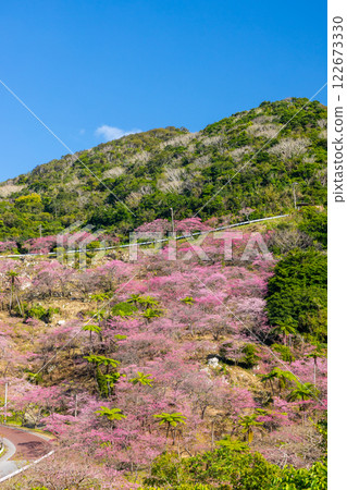 沖繩縣國頭郡本部町八重嶽山頂附近的琉球寒緋櫻花山，也是本部八重岳櫻花節的舉辦地 122673330