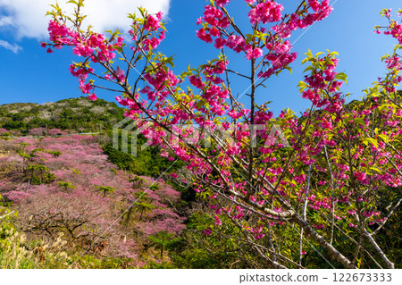 Motobu Town, Kunigami District, Okinawa Prefecture A mountain of Ryukyu Kanhizakura cherry blossoms near the summit of Mt. Yaedake, where the Motobu Yaedake Cherry Blossom Festival is held 122673333