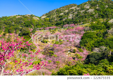 沖繩縣國頭郡本部町八重嶽山頂附近的琉球寒緋櫻花山,也是本部八重岳櫻花節的舉辦地 沖繩縣國頭郡本部町八重嶽山頂附近的琉球寒緋櫻花山,也是本部八重岳櫻花節的舉辦地 122673335