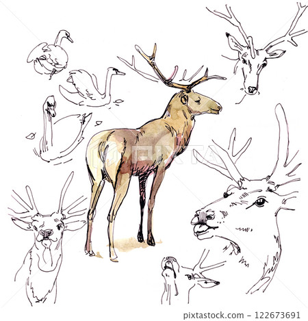 Pictorial representation of a deer framed by sketches of its. 122673691