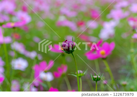 Cosmos buds and autumn scenery 122673970