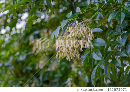 一片綠色景觀，白蠟樹堅果隨風搖曳 122673971