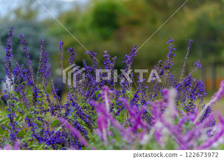 Purple salvia colors the autumn garden Purple salvia colors the autumn garden 122673972