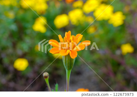 有橙色萬壽菊的秋季花園 122673973