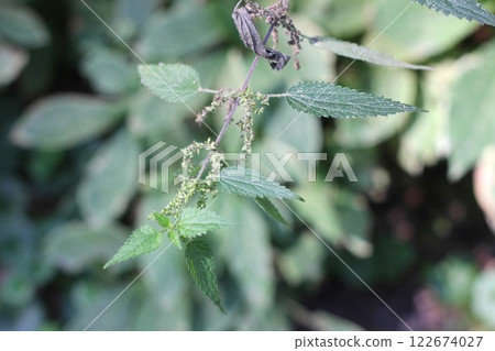 Stinging nettle closeup. Nettle branch with leaves on blurry background. Stinging nettle closeup. Nettle branch with leaves on blurry background. 122674027