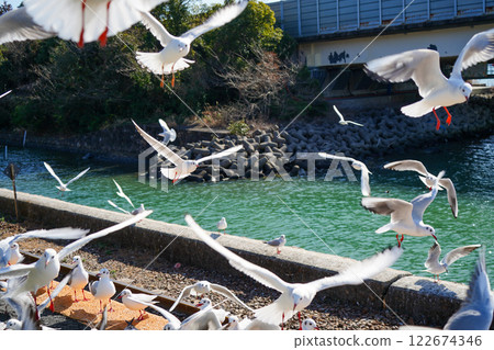 Seagulls flying over the railroad tracks next to Lake Hamana 122674346