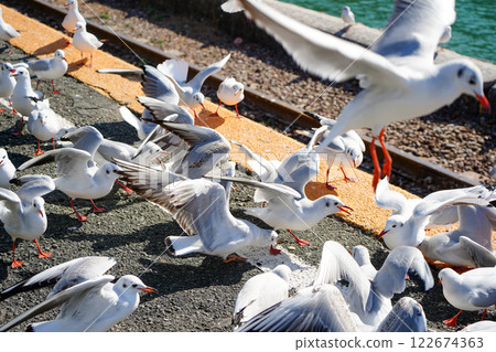 Seagulls lining up on the station platform Seagulls lining up on the station platform 122674363
