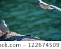 A black-headed gull standing on a breakwater and a flying gull 122674509
