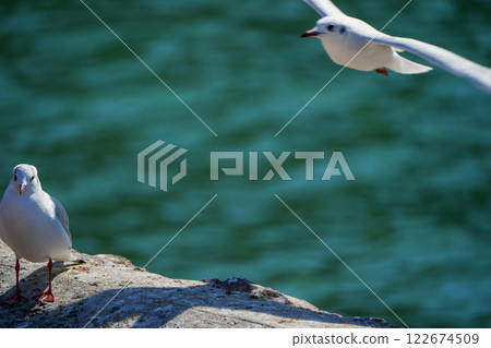 A black-headed gull standing on a breakwater and a flying gull A black-headed gull standing on a breakwater and a flying gull 122674509