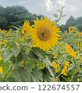 Sunflower and a bee 122674557