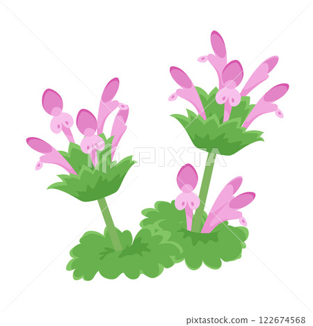 抱莖野芝麻菜 (Lamium amplexicaule) 的插圖 122674568
