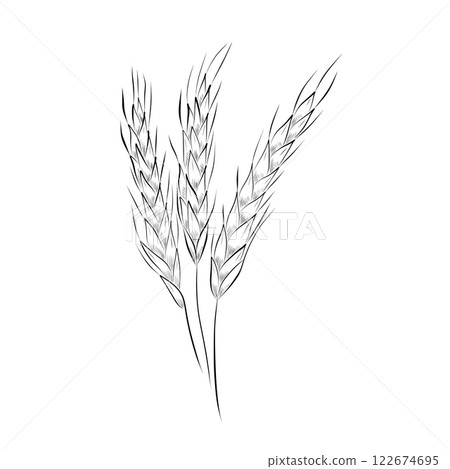line drawing. line art - ears of wheat, barley. Vector line drawing. line art - ears of wheat, barley. Vector 122674695