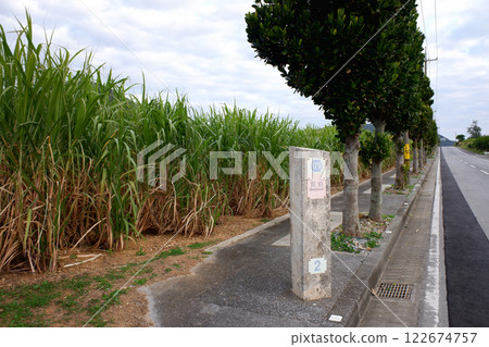 Sugarcane fields along Prefectural Route 179 in Iheya Island, Okinawa Prefecture Sugarcane fields along Prefectural Route 179 in Iheya Island, Okinawa Prefecture 122674757