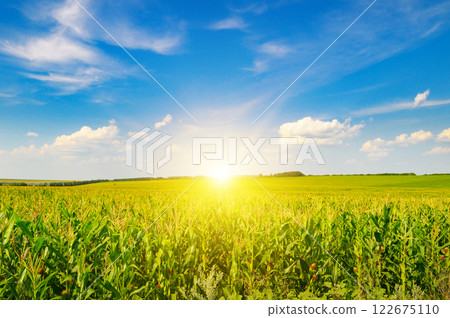 Green corn field and sunrise on a blue sky. Green corn field and sunrise on a blue sky. 122675110
