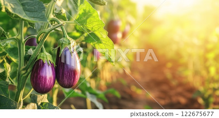 Fresh big eggplants growing and ripening on a bush. Close-up view of aubergine plant with juicy eggplant cluster. Homegrown healthy food. Gardening, control examining harvesting of organic produce 122675677