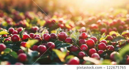 Cranberries growing. Red cranberry grows on a bog among green moss. Sunny autumn day. Vaccinium oxycoccos berries plantation farming. Lingonberry. Close-up of a bush of berry with green leaves. 122675765