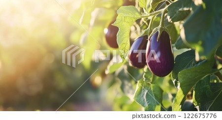 Fresh big eggplants growing and ripening on a bush. Close-up view of aubergine plant with juicy eggplant cluster. Homegrown healthy food. Gardening, control examining harvesting of organic produce 122675776