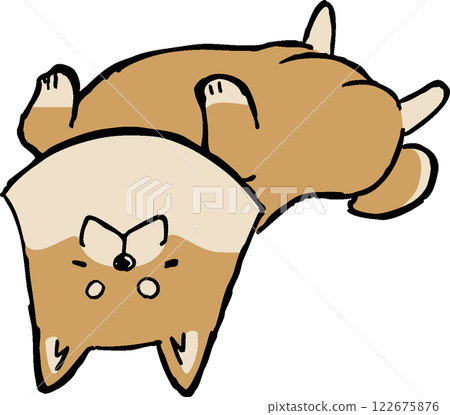 Shiba Inu lying on back 122675876