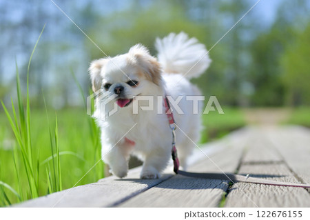 Smiling Chihuahua taking a walk 122676155