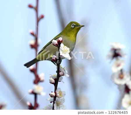 盛開的繡眼鳥（春天的圖像）（溫馨的圖像） 122676485