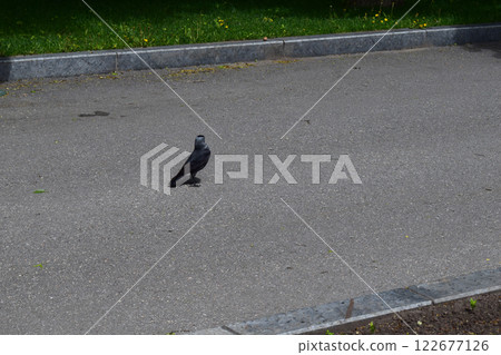 Black-Feathered Jackdaw on walk side 122677126