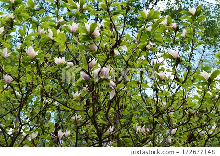 A tree in bloom with bright green leaves and white flowers with pinkish hues. Blooming Tree Against Blue Sky 122677148
