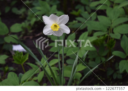 A single white daffodil flower with a yellow center, set against a backdrop of blurred green foliage. A single white daffodil flower with a yellow center, set against a backdrop of blurred green foliage. 122677357