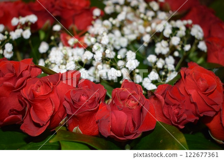 scarlet roses in a bouquet, accompanied by white gypsophila and butterflies, embodies romance, beauty, and delicacy. scarlet roses in a bouquet, accompanied by white gypsophila and butterflies, embodies romance, beauty, and delicacy. 122677361