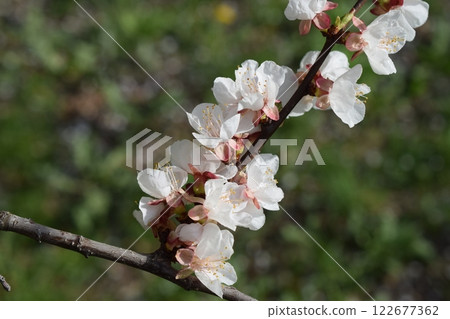 Close-Up of Cherry Blossoms in Fresh Spring Atmosphere Close-Up of Cherry Blossoms in Fresh Spring Atmosphere 122677362