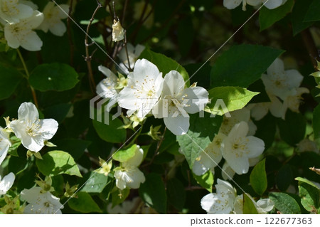 Vibrant Jasmine Blossoms Surrounded by Green Leaves Vibrant Jasmine Blossoms Surrounded by Green Leaves 122677363