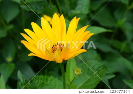 Bright Yellow Heliopsis Flower in Full Bloom Bright Yellow Heliopsis Flower in Full Bloom 122677364