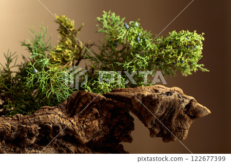 Old snags and juniper branches with berries on a brown background. Old snags and juniper branches with berries on a brown background. 122677399