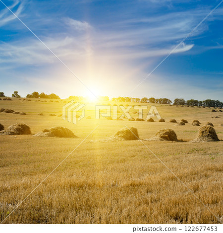 Sunset with blue sky over field with straw stacks. Sunset with blue sky over field with straw stacks. 122677453
