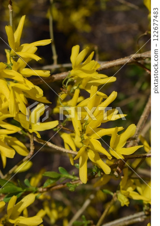 Forsythia flowers in sunny day. Nature soft selective focus blurred background 122677483