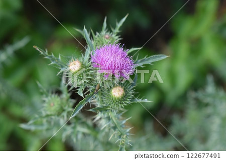 A thistle flower with purple petals and still closed buds. Thorny Beauty of Wild Nature 122677491