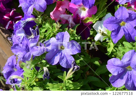 Vibrant Petunia Flower Bed in Full Bloom Vibrant Petunia Flower Bed in Full Bloom 122677518