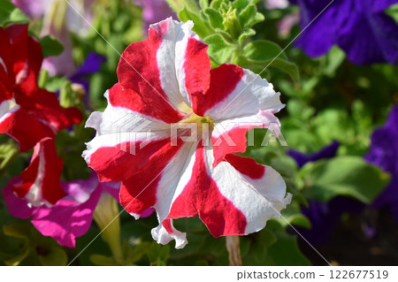 Ultra Red Star Petunia with Candy Cane Stripes 122677519