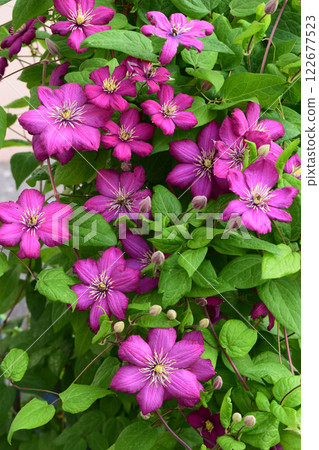 Vibrant Magenta Clematis with Yellow Centers Vibrant Magenta Clematis with Yellow Centers 122677523