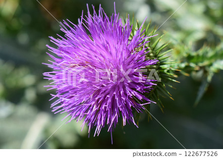 A close-up of a thistle flower with vibrant purple petals and green, spiky leaves. Vibrant Purple Thistle in Focus 122677526