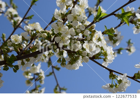 A Moment of Serenity: A Tree Branch in Full Bloom 122677533