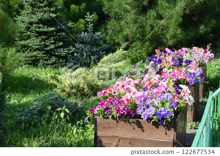 Vibrant Garden Flowers in Wooden Planters 122677534