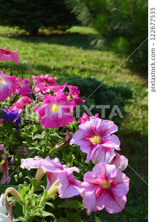 Vibrant Petunia Flower Bed in Garden Setting 122677535