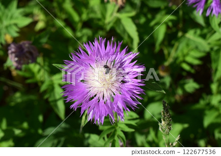 Bright Purple Flower with Insect on Petals 122677536