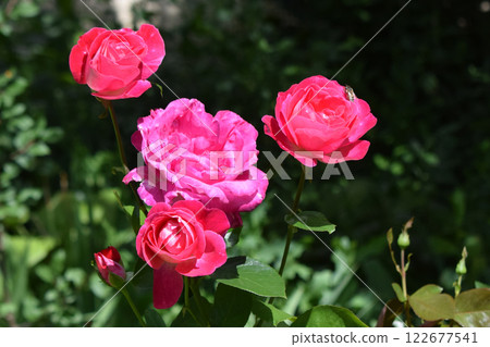 Several pink roses in different stages of bloom. Varied Stages of Blooming Roses Several pink roses in different stages of bloom. Varied Stages of Blooming Roses 122677541