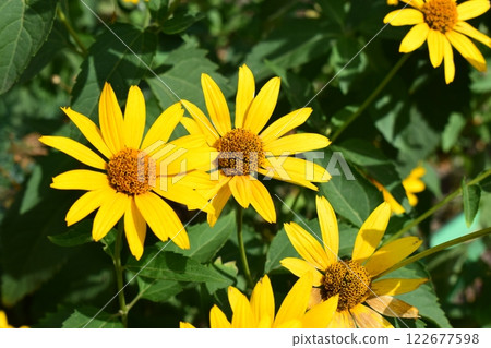 Bright Yellow Heliopsis with Brown Centers 122677598
