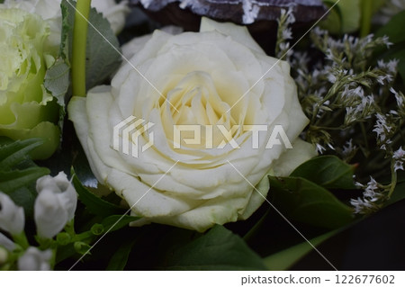 A Symphony of White: A Delicate White Rose in Bloom 122677602