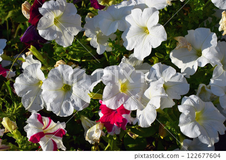 A cluster of vibrant flowers, predominantly featuring white petunias with a few pink and red ones interspersed. Colorful Petunia Cluster in Full Bloom 122677604